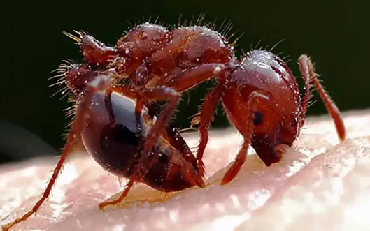 河南红火蚁治理