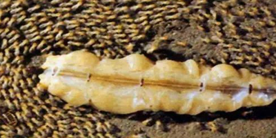 河南白蚁为何杀也杀不完