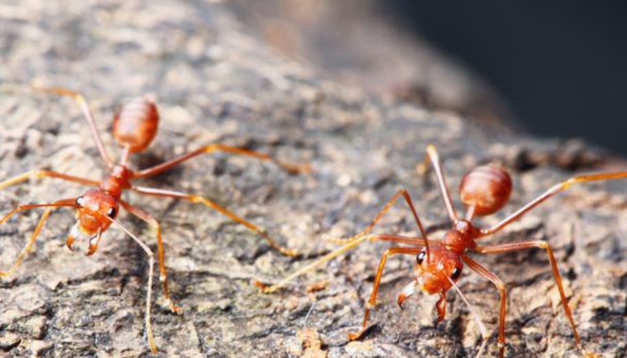 河南红火蚁防治工作方案：守护生态与安全的必备之策